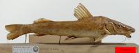 Bild 2: Holotype Platystoma emarginatum = Duopalatinus emarginatus
