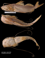foto 3: Duopalatinus peruanus, holotype