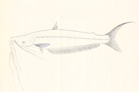 рис. 4: Hypophthalmus fimbriatus