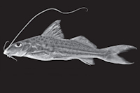 Iheringichthys syi, MZUSP 108404, holotype, 149.1 mm SL