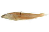 Megalonema pauciradiatum
