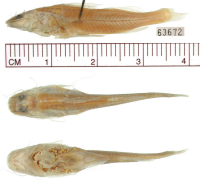 рис. 3: Megalonema pauciradiatum, holotype