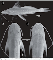 Pic. 5: Megalonema xanthum