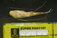 рис. 4: Pimelodus argenteus, ventral