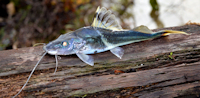 Bild 3: Pimelodus ornatus, Guyana