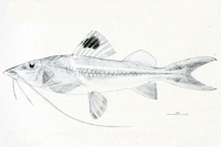 рис. 5: Megalonema rhabdostigma - Type