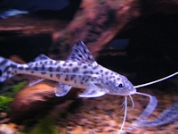 foto 3: Pimelodus pictus