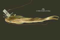 Bild 3: Megalonema punctatum = Pimelodus punctatus, holotype?, dorsal