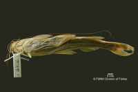 рис. 4: Megalonema punctatum = Pimelodus punctatus, holotype?, ventral