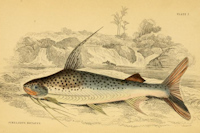 рис. 3: Platynematichthys notatus