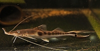 Bild 5: Platystomatichthys sturio