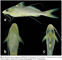 foto 3: Propimelodus araguayae, INPA 26119, 127.1 mm SL