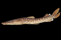 Pseudoplatystoma magdaleniatum, holotype