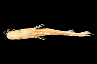 Bild 3: Sorubim elongatus,paratype, dorsal