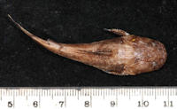 рис. 3: Batrochoglanis transmontanus