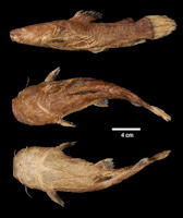 Pic. 4: Batrochoglanis transmontanus