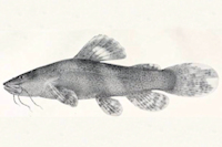 рис. 3: Batrochoglanis villosus