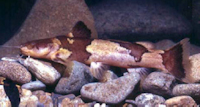 Cruciglanis pacifici, IMCN 2353, paratype (87.4 mm SL), collected in La Conferencia stream, tributary of San Cipriano River
