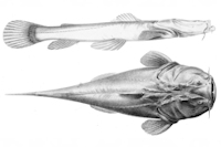 рис. 3: Lophiosilurus alexandri - Type