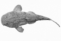 Pic. 4: Lophiosilurus alexandri