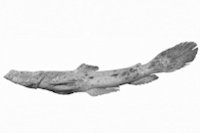 Pic. 5: Lophiosilurus alexandri