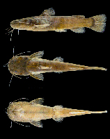 рис. 3: Microglanis berbixae new species, MECN-DP-3944, holotype, male 54.2 mm SL