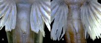 рис. 4: Microglanis berbixae, close up urogenital papillae. A. Female, MECN-DP-3765, 53.5 mm SL. B. Male, MECN-DP-3765, 52.6 mm SL