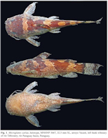 рис. 3: Microglanis carlae