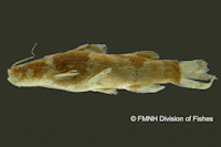Microglanis iheringi, Holotype, lateral
