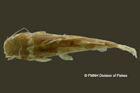 Bild 3: Microglanis iheringi, Holotype, dorsal
