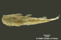 foto 4: Microglanis iheringi, Holotype, ventral

