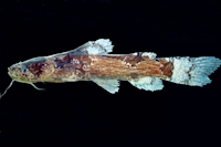 Microglanis oliveirai, holotype, INPA 35623, 26.3 mm SL, rio Corrente, rio das Mortes basin, Mato Grosso State, Brasil