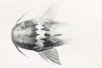 Bild 3: Microglanis parahybae - Kopf