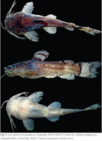Bild 3: Microglanis xylographicus, holotype, INPA 35624, 27.8 mm SL, córrego Jaraguá, rio Araguaia basin, Goiás State, Brazil
