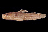 Microglanis zonatus, Holotype