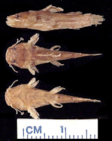 Pic. 3: Microglanis zonatus, Holotype