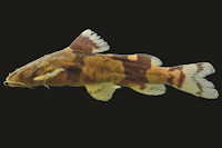 Rhyacoglanis annulatus, ANSP 160625, holotype, 42.5 mm SL; río Orinoco, Amazonas, Venezuela