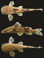 рис. 3: Rhyacoglanis annulatus, ANSP 160625, holotype, 42.5 mm SL; río Orinoco, Amazonas, Venezuela