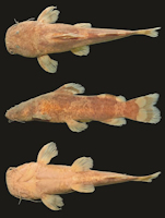 Bild 3: Rhyacoglanis epiblepsis, AMNH 266401, holotype, 53.3 mm SL; río Itenez, Beni, Bolivia