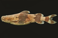 Rhyacoglanis paranensis, MZUEL 14119, holotype, 61.9 mm SL, rio Piracicaba, São Paulo, Brazil
