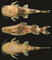 рис. 3: Rhyacoglanis paranensis, MZUEL 14119, holotype, 61.9 mm SL, rio Piracicaba, São Paulo, Brazil