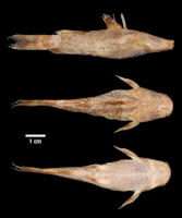 Pic. 5: Rhyacoglanis pulcher