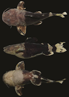 рис. 3: Rhyacoglanis seminiger, LIRP 12466, holotype, 74.2 mm SL; rio Juruena, Mato Grosso, Brazil