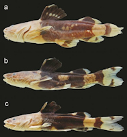 Bild 4: Color variation in Rhyacoglanis seminiger, MZUSP 82085, paratypes; a. 70.4 mm SL; b. 48.6 mm SL; c. 44.4 mm SL; rio Sangue, tributary of rio Juruena, Mato Grosso, Brazil