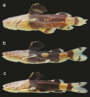 foto 4: Color variation in Rhyacoglanis seminiger, MZUSP 82085, paratypes; a. 70.4 mm SL; b. 48.6 mm SL; c. 44.4 mm SL; rio Sangue, tributary of rio Juruena, Mato Grosso, Brazil