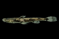 foto 2: Scoloplax baskini, INPA 28658, holotype, 14.4 mm SL