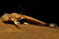 Scoloplax dolicholophia