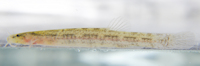 Live specimen of Ammoglanis nheengatu, paratype, UFOPA–I 1357, 16 mm SL