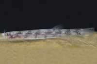 Live specimen of Ammoglanis obliquus: UFRJ 12448; 13.0 mm SL