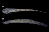 рис. 3: Ammoglanis obliquus: UFRJ 12477, 14.1 mm SL (holotype): Amazonas river basin.